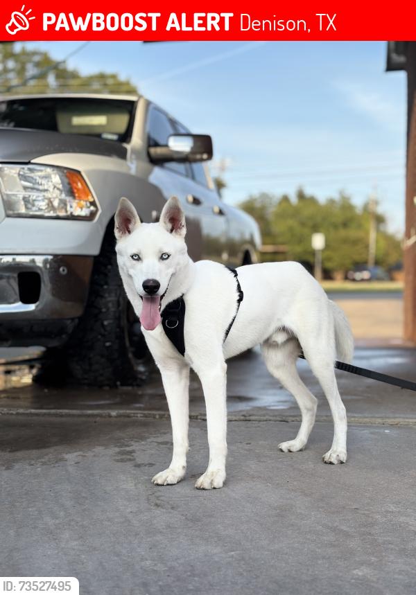 Lost Male Dog last seen Near rice st Denison tx, Denison, TX 75020