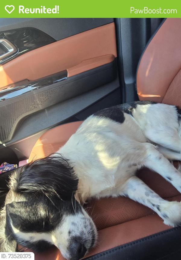 Reunited Male Dog last seen Near 1343 Gresham Rd NE, Marietta, GA 30062, Marietta, GA 30062