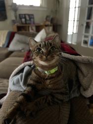 Lost Female Cat last seen Delaware and North Park, Cleveland Heights, OH 44106