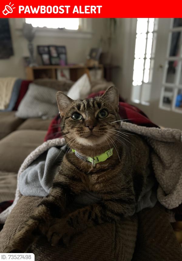 Lost Female Cat last seen Delaware and North Park, Cleveland Heights, OH 44106