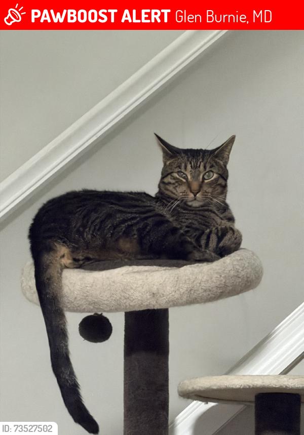 Lost Male Cat last seen 4th street, Glen Burnie, MD 21061