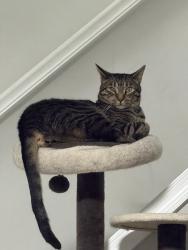 Lost Male Cat last seen 4th street, Glen Burnie, MD 21061