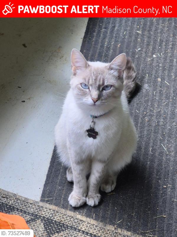 Lost Female Cat last seen Forks of Ivy & Turkey Branch Road, Madison County, NC 28787