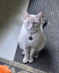 Lost Female Cat last seen Forks of Ivy & Turkey Branch Road, Madison County, NC 28787