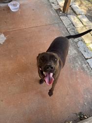 Found/Stray Male Dog last seen Clover Crk & Medio Crk, San Antonio, TX 78245