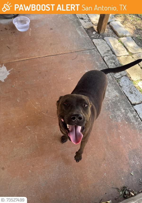 Found/Stray Male Dog last seen Clover Crk & Medio Crk, San Antonio, TX 78245