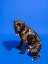 Shelter Stray Male Dog last seen SUN COAST APTS ON BREEZY OAKS WY, 2020 Forest St, Jacksonville, FL 32204, USA