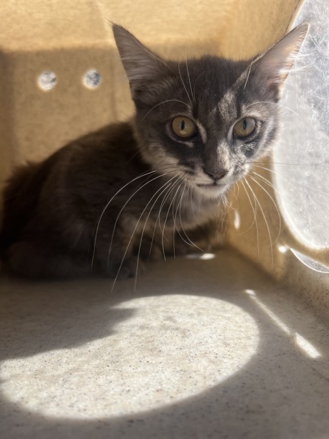 Shelter Stray Male Cat last seen , 4275 Elton St, Baldwin Park, CA 91706, USA