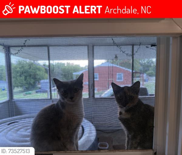 Lost Female Cat last seen Eden terrace, Archdale, NC 27263