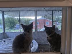 Lost Female Cat last seen Eden terrace, Archdale, NC 27263