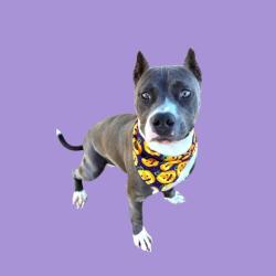 Shelter Stray Female Dog last seen Near BLOCK VICTOR ST, BAKERSFIELD CA 93308, 3951 Fruitvale Ave, Bakersfield, CA 93308, USA