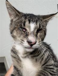 Shelter Stray Male Cat last seen Near BLOCK YUKON AVE, BAKERSFIELD CA 93308, 3951 Fruitvale Ave, Bakersfield, CA 93308, USA