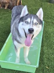 Shelter Stray Male Dog last seen , 1850 W 60th St, Los Angeles, CA 90047, USA