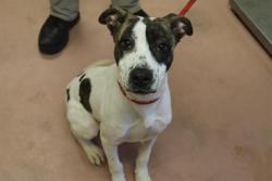 Shelter Stray Male Dog last seen Near BLOCK RIVERWAY DR, 127 Humane Ln, Columbia, SC 29201, USA