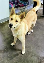 Shelter Stray Male Dog last seen , 1850 W 60th St, Los Angeles, CA 90047, USA