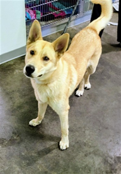 Shelter Stray Male Dog last seen , 1850 W 60th St, Los Angeles, CA 90047, USA