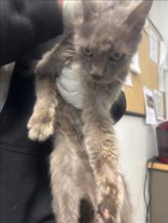 Shelter Stray Male Cat last seen , 14409 Vanowen St, Van Nuys, CA 91405, USA