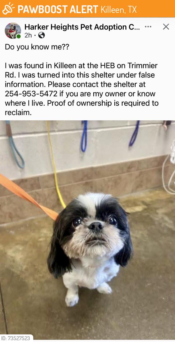 Found/Stray Unknown Dog last seen HEB, Killeen, TX 76542