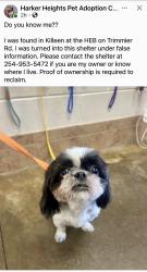 Found/Stray Unknown Dog last seen HEB, Killeen, TX 76542