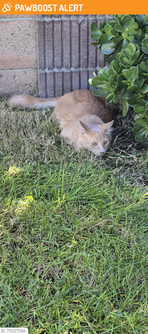 Found/Stray Unknown Cat last seen Bolsa and Edwards, Huntington Beach, CA 92647