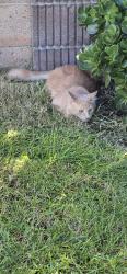 Found/Stray Unknown Cat last seen Bolsa and Edwards, Huntington Beach, CA 92647