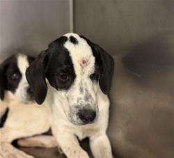 Shelter Stray Female Dog last seen N SANDERSON AVE /W FLORIDA AVE, HEMET,C A, 92545, 581 S Grand Ave, San Jacinto, CA 92582, USA