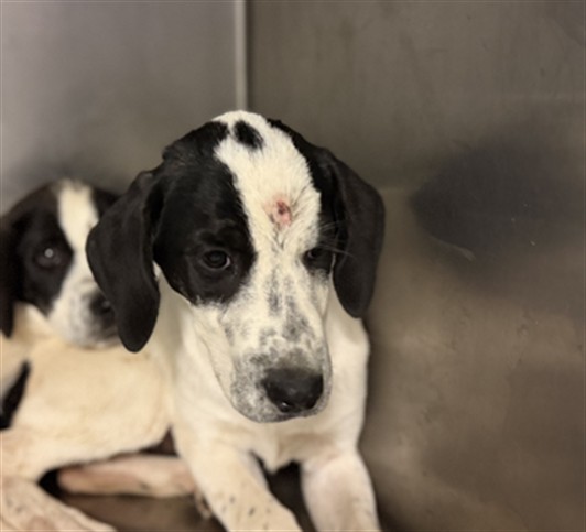 Shelter Stray Female Dog last seen N SANDERSON AVE /W FLORIDA AVE, HEMET,C A, 92545, 581 S Grand Ave, San Jacinto, CA 92582, USA