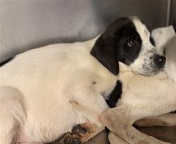 Shelter Stray Male Dog last seen N SANDERSON AVE /W FLORIDA AVE, HEMET,C A, 92545, 581 S Grand Ave, San Jacinto, CA 92582, USA