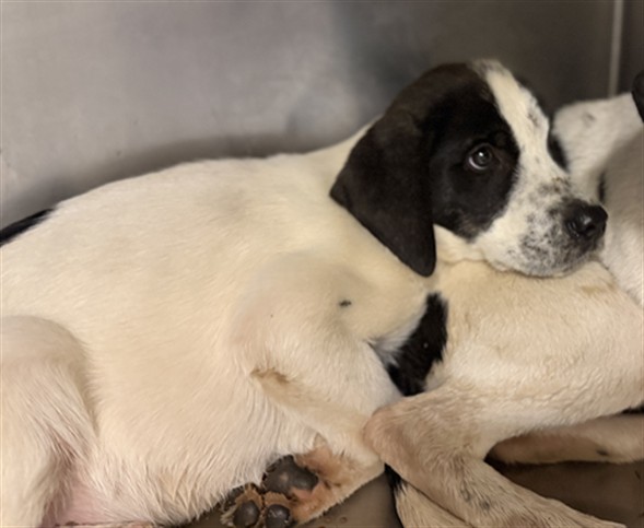 Shelter Stray Male Dog last seen N SANDERSON AVE /W FLORIDA AVE, HEMET,C A, 92545, 581 S Grand Ave, San Jacinto, CA 92582, USA