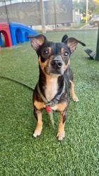 Shelter Stray Male Dog last seen Near BLOCK NW 206TH LN, 3599 NW 79th Ave, Doral, FL 33122, USA