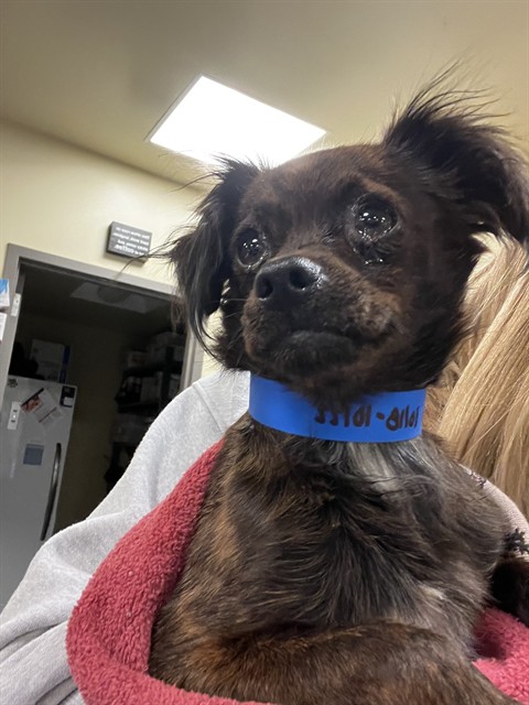 Shelter Stray Male Dog last seen Near BLOCK RIZA AVE, CABAZON, CA, 581 S Grand Ave, San Jacinto, CA 92582, USA