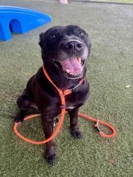 Shelter Stray Male Dog last seen Near BLOCK LOCH ISLE DR WEST, 3599 NW 79th Ave, Doral, FL 33122, USA