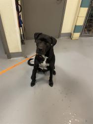 Shelter Stray Male Dog last seen Near BLOCK VILLA CALIMESA LN, CALIMESA, CA, 581 S Grand Ave, San Jacinto, CA 92582, USA