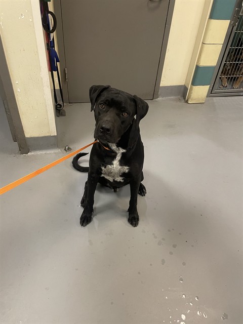 Shelter Stray Male Dog last seen Near BLOCK VILLA CALIMESA LN, CALIMESA, CA, 581 S Grand Ave, San Jacinto, CA 92582, USA