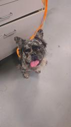 Shelter Stray Male Dog last seen Near BLOCK BROCK AVE, HEMET, CA, 581 S Grand Ave, San Jacinto, CA 92582, USA