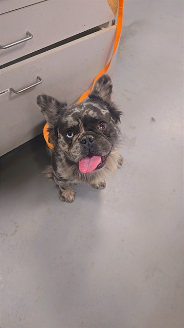 Shelter Stray Male Dog last seen Near BLOCK BROCK AVE, HEMET, CA, 581 S Grand Ave, San Jacinto, CA 92582, USA