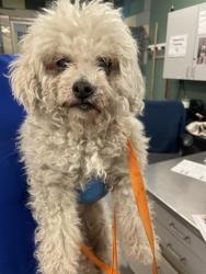Shelter Stray Female Dog last seen 7TH ST/ SAN MARCOS, 581 S Grand Ave, San Jacinto, CA 92582, USA