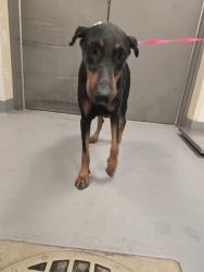 Shelter Stray Female Dog last seen Near BLOCK 10TH ST, NUEVO, CA, 581 S Grand Ave, San Jacinto, CA 92582, USA