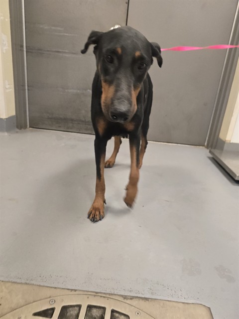 Shelter Stray Female Dog last seen Near BLOCK 10TH ST, NUEVO, CA, 581 S Grand Ave, San Jacinto, CA 92582, USA