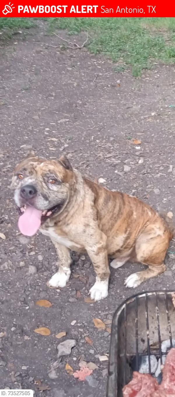 Lost Male Dog last seen Military and 90, San Antonio, TX 78227