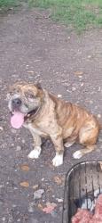 Lost Male Dog last seen Military and 90, San Antonio, TX 78227