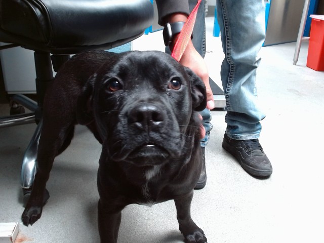 Shelter Stray Male Dog last seen Near BLOCK CAMINO SAN MARTIN SW, 11800 Sunset Gardens Rd SW, Albuquerque, NM 87121, USA