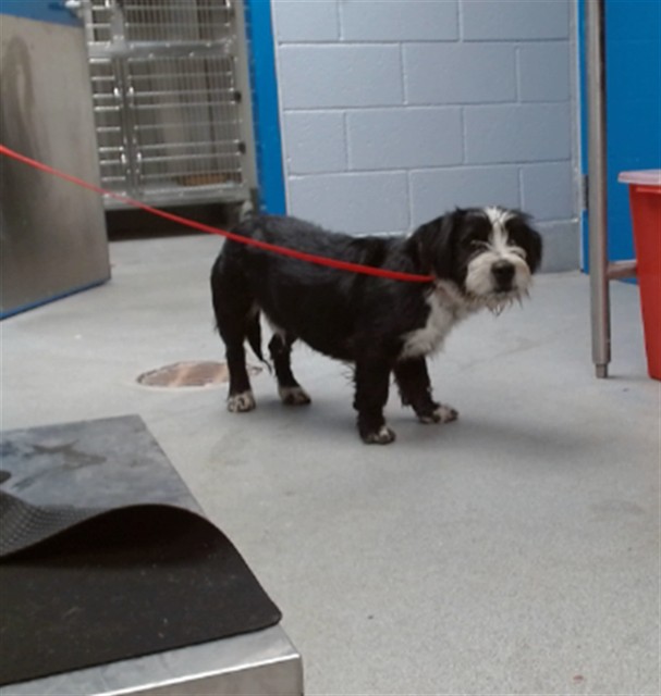 Shelter Stray Male Dog last seen 2ND/WOODLAND, 11800 Sunset Gardens Rd SW, Albuquerque, NM 87121, USA