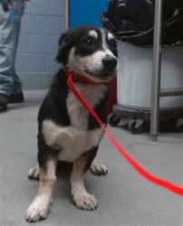 Shelter Stray Male Dog last seen 2ND/WOODLAND, 11800 Sunset Gardens Rd SW, Albuquerque, NM 87121, USA