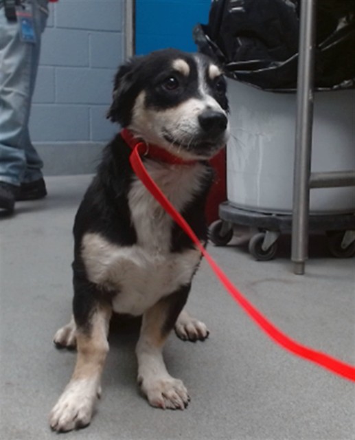 Shelter Stray Male Dog last seen 2ND/WOODLAND, 11800 Sunset Gardens Rd SW, Albuquerque, NM 87121, USA