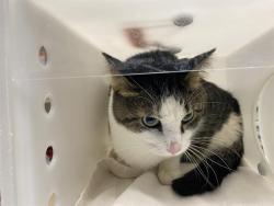 Shelter Stray Male Cat last seen Near BLOCK N 73RD ST, 3839 W Burnham St, West Milwaukee, WI 53215, USA