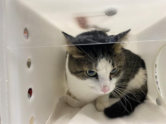 Shelter Stray Male Cat last seen Near BLOCK N 73RD ST, 3839 W Burnham St, West Milwaukee, WI 53215, USA