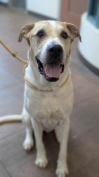Shelter Stray Female Dog last seen , West Valley Animal Shelter, 20655 Plummer St, Chatsworth, CA 91311, USA