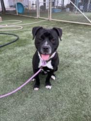 Shelter Stray Male Dog last seen , West Valley Animal Shelter, 20655 Plummer St, Chatsworth, CA 91311, USA