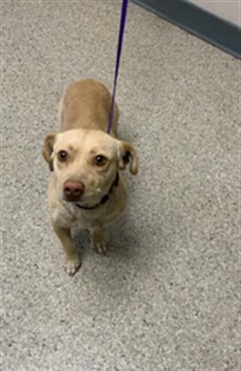 Shelter Stray Male Dog last seen Near BLOCK WTOMMY AVE, VISALIA, Visalia, CA 93292, USA